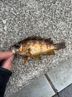 アカメバルの釣果