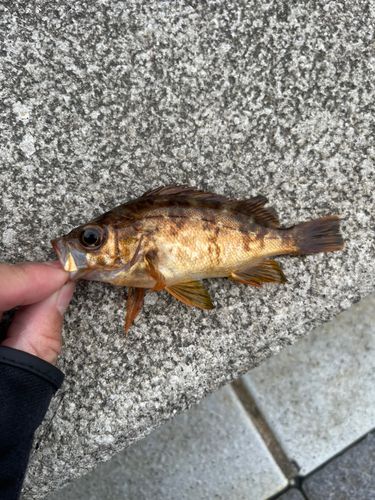 アカメバルの釣果
