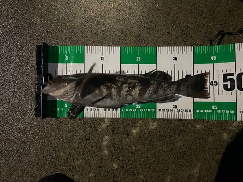 アイナメの釣果