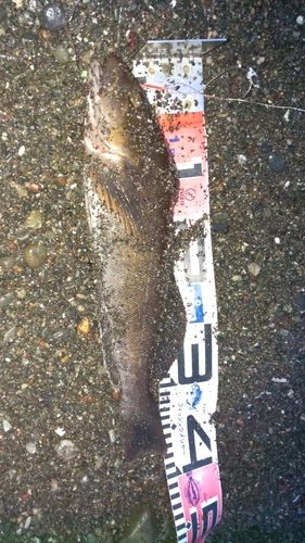 アブラコの釣果