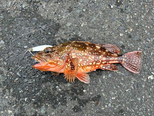 カサゴの釣果