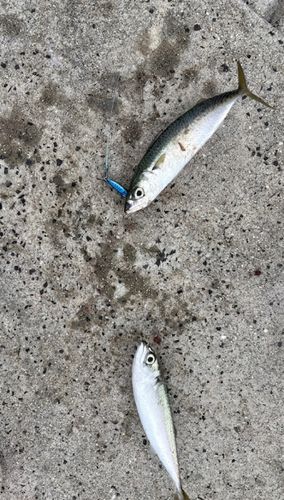 サバの釣果