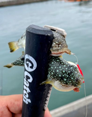 フグの釣果