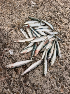 イワシの釣果
