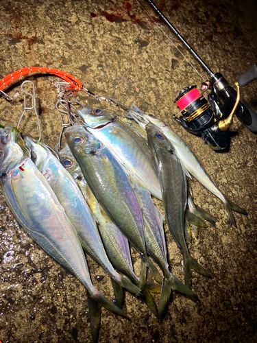 アジの釣果