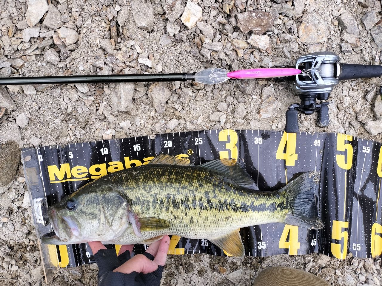 Megabass 19レヴァンテ JP F5-611LV 4Pの釣果一覧 | 本音の口コミが