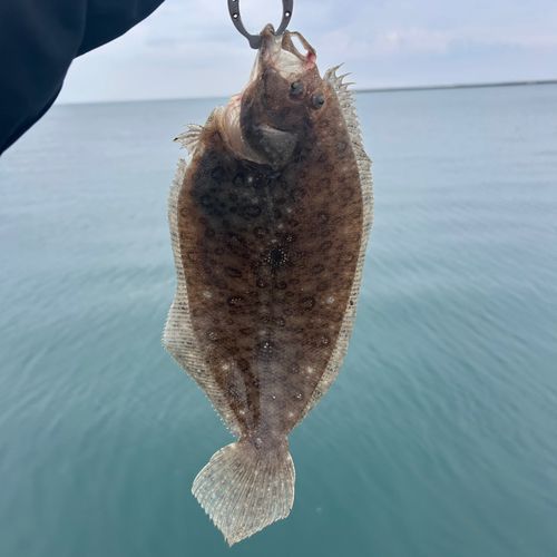 ガンゾウビラメの釣果