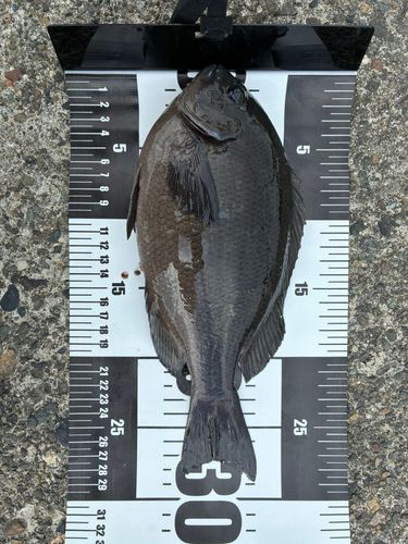 メジナの釣果