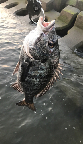 チヌの釣果