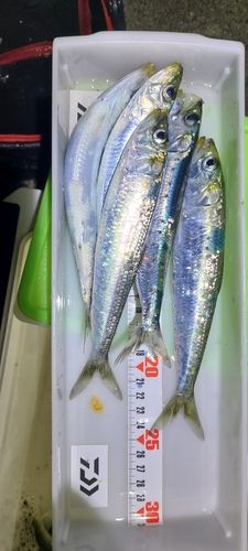 イワシの釣果