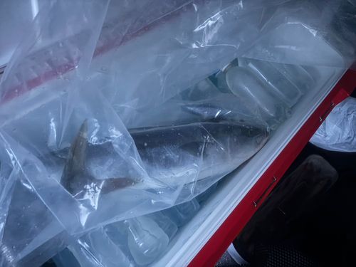ガンドの釣果