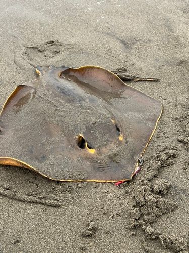 アカエイの釣果