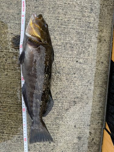 アイナメの釣果