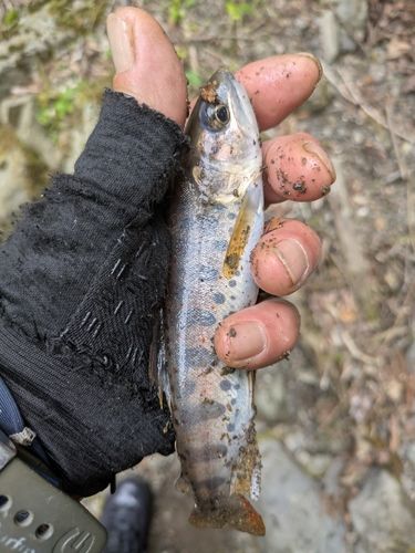 アマゴの釣果