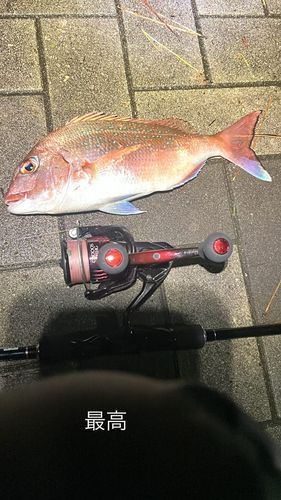 タイの釣果