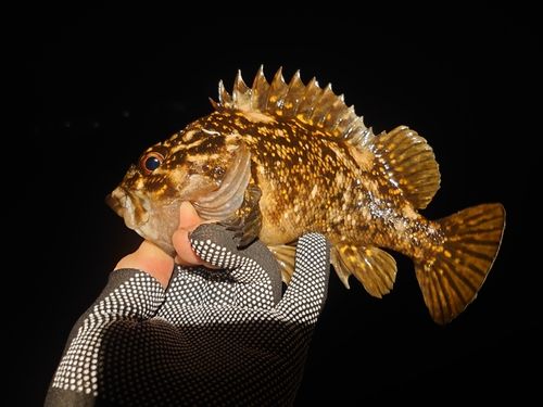 オウゴンムラソイの釣果
