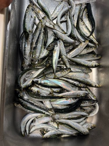 イワシの釣果