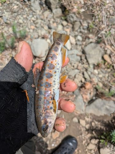 アマゴの釣果
