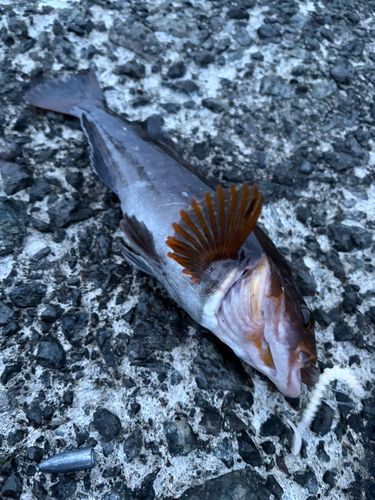 アブラコの釣果