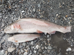 ニジマスの釣果