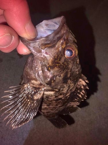 オウゴンムラソイの釣果