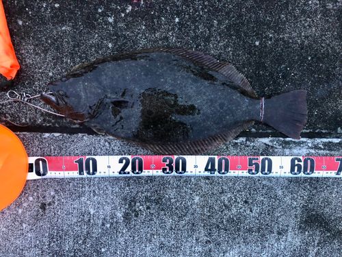 ヒラメの釣果