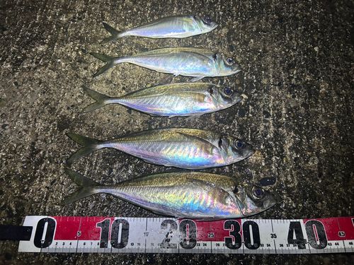 アジの釣果