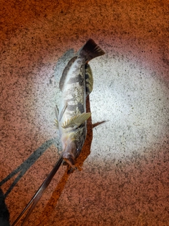 アイナメの釣果