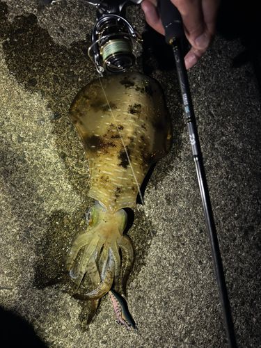 アオリイカの釣果