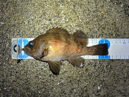 シロメバルの釣果