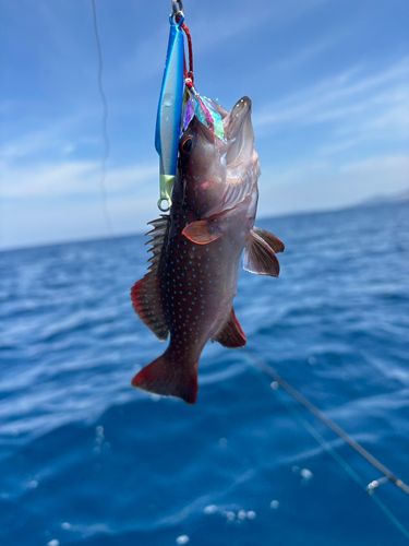 スジアラの釣果