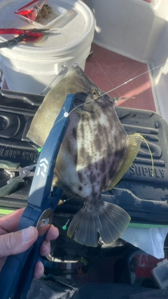 カワハギの釣果