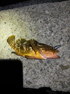アコウの釣果
