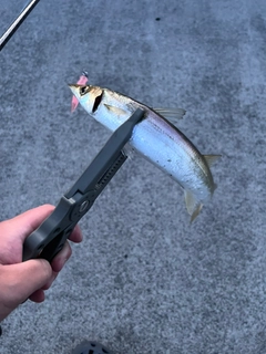 カマスの釣果