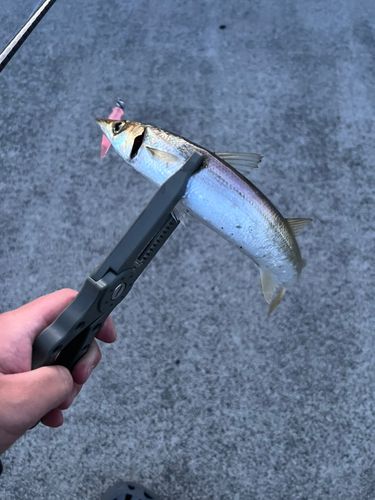 カマスの釣果