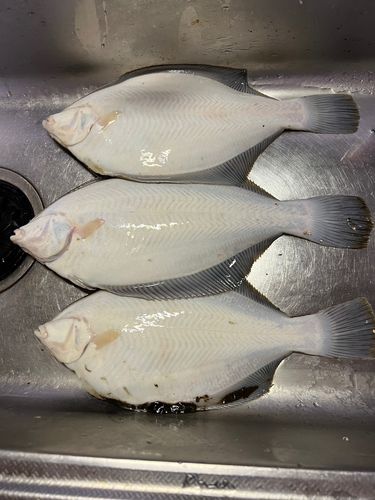 カレイの釣果