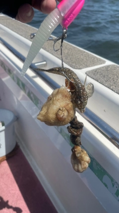 メゴチの釣果