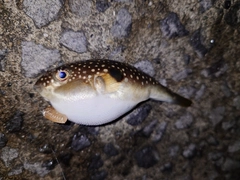 フグの釣果