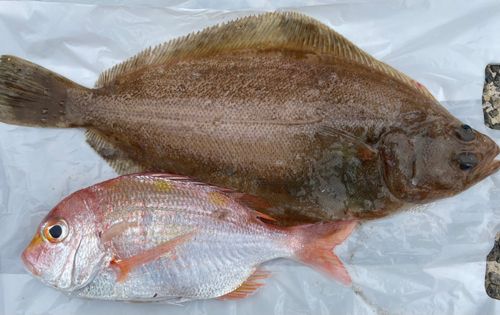 レンコダイの釣果