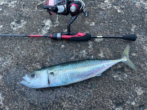 サバの釣果