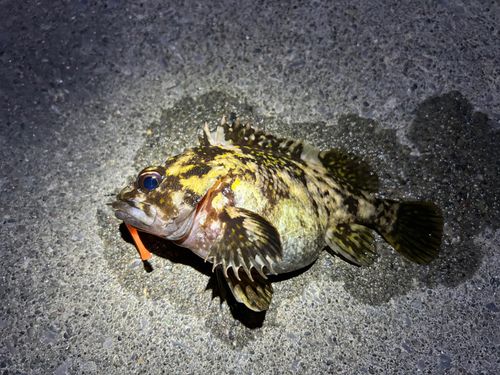 オウゴンムラソイの釣果