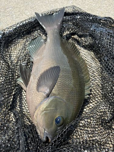 グレの釣果