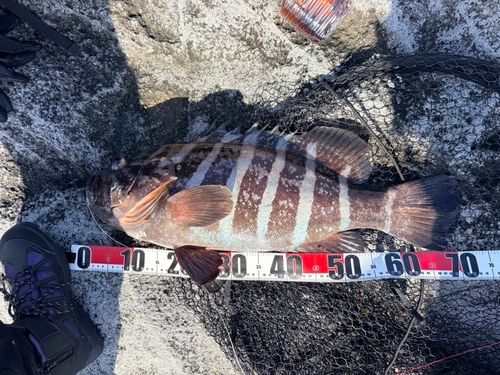 マハタモドキの釣果