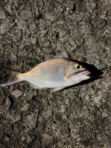 チャリコの釣果