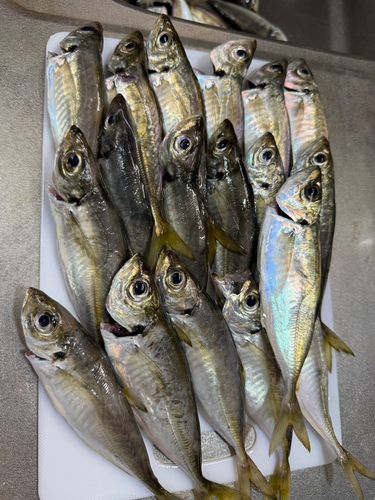 アジの釣果