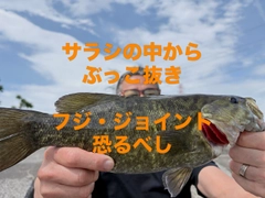 スモールマウスバスの釣果