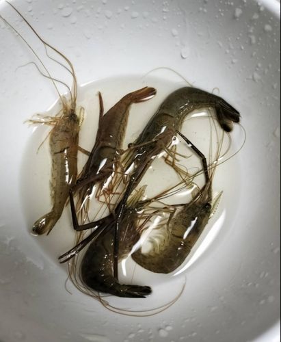テナガエビの釣果