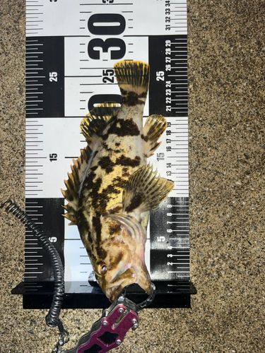 ソイの釣果