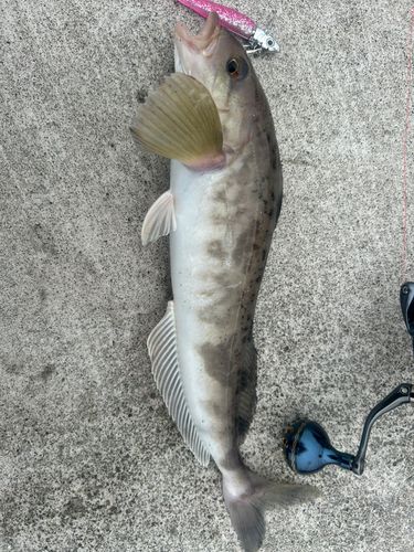 ホッケの釣果