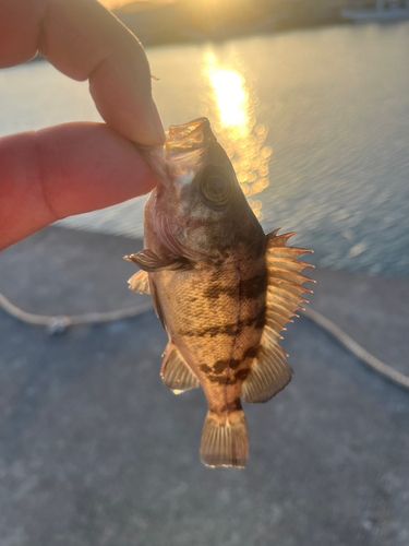 メバルの釣果
